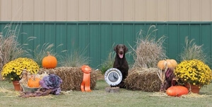 HRCH RAGIN SHOT OF GINNY MH MNH (GIN)