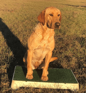 HRCH Hardy Lakes Shes All That Fancy MH