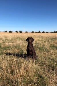 HR GATOR POINTS ON THE DECK  (SULLY)