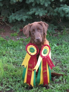 HRCH WAR EAGLE'S KOM BOSS IGGY SH (IGGY)     Deceased 1-31-2022